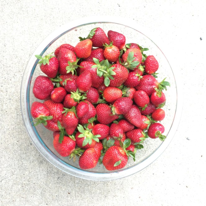 Strawberry Patch 1 | Atwell Adventures