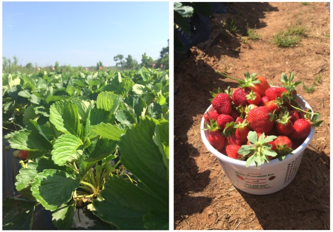 Strawberry Patch 2 | Atwell Adventures