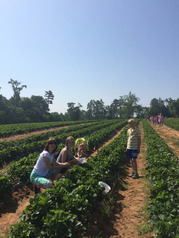 Strawberry Patch 3 | Atwell Adventures